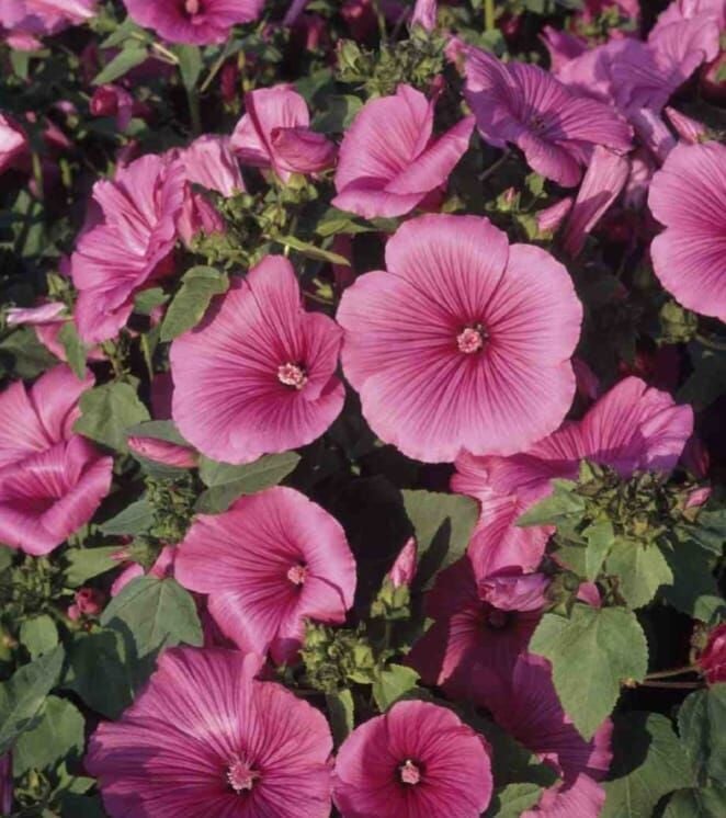 YERLİ PAMUK ÇİÇEĞİ TOHUMU 25 ADET TOHUM