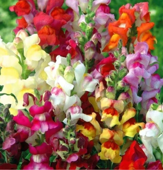 YERLİ ASLANAĞZI ÇİÇEĞİ TOHUMU 100 ADET TOHUM