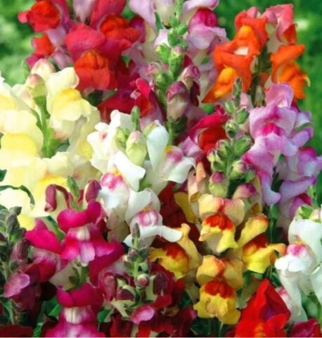 YERLİ ASLANAĞZI ÇİÇEĞİ TOHUMU 100 ADET TOHUM