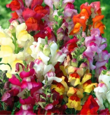 YERLİ ASLANAĞZI ÇİÇEĞİ TOHUMU 100 ADET TOHUM