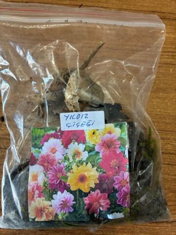 YERLİ YILDIZ ÇİÇEĞİ SOĞANI 3 ADET