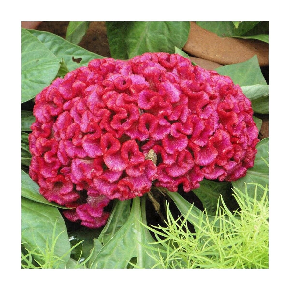 Seeds Horoz Ibiği Çiçek Tohumu 3 Celosıa Crıstata 25'li