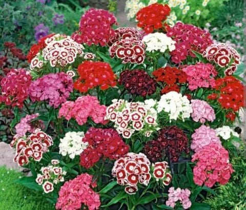 YERLİ ÇİN KARANFİLİ (HÜSNÜ YUSUF) ÇİÇEĞİ TOHUMU 25 ADET TOHUM