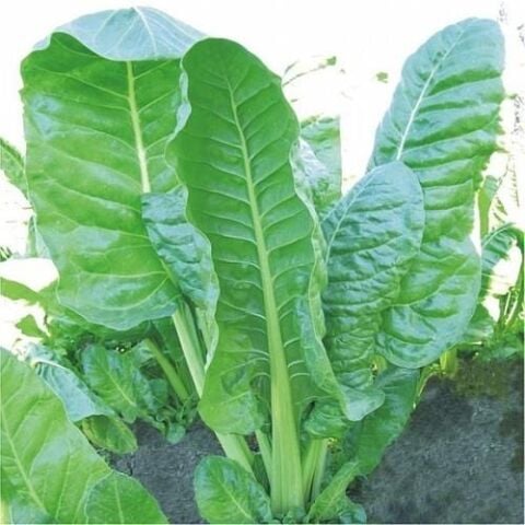 Yerli Geniş Yaprak Pazı Tohumu  500 Gr