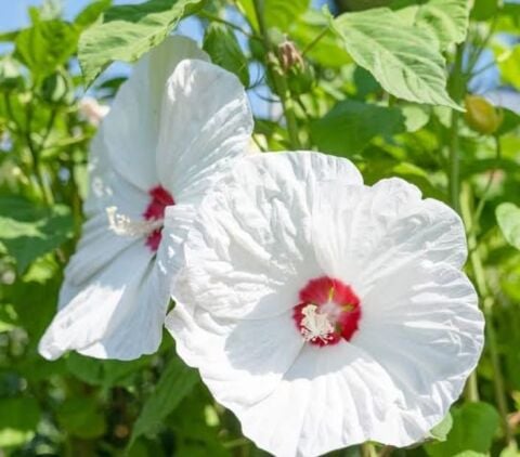 YERLİ DEV HATMİ ÇİÇEĞİ TOHUMU 10 ADET TOHUM