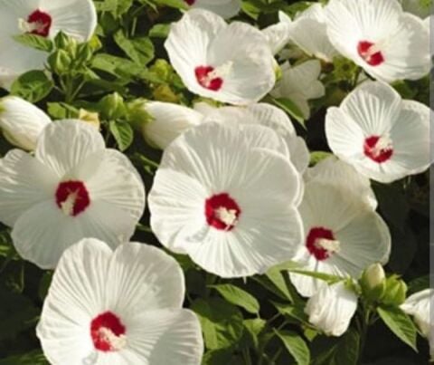 YERLİ DEV HATMİ ÇİÇEĞİ TOHUMU 10 ADET TOHUM