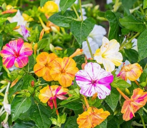 YERLİ AKŞAM SEFASI ÇİÇEĞİ TOHUMU 5 ADET TOHUM