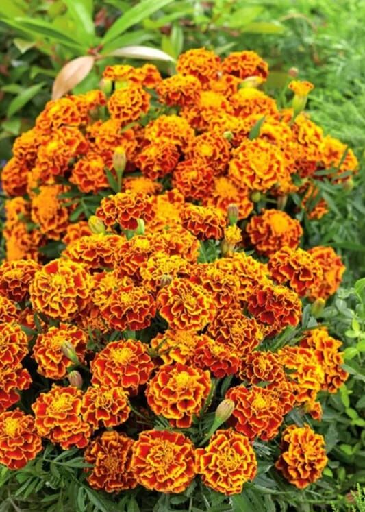 YERLİ FRANSIZ KADİFE (KARAGÖZ) ÇİÇEĞİ TOHUMU 50 ADET TOHUM