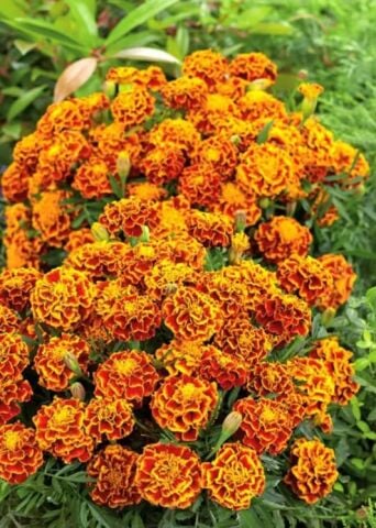 YERLİ FRANSIZ KADİFE (KARAGÖZ) ÇİÇEĞİ TOHUMU 50 ADET TOHUM