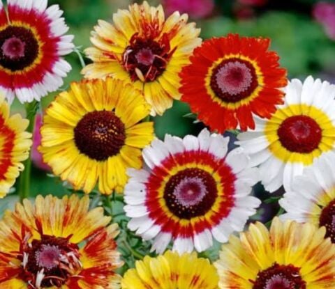 YERLİ ÜÇ RENKLİ KASIMPATI ÇİÇEĞİ TOHUMU 15 ADET TOHUM