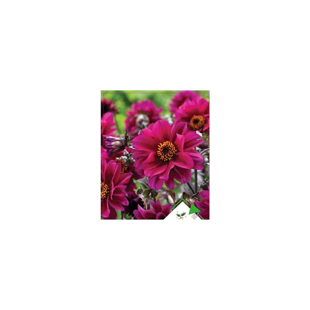 Seeds Yıldız Çiçeği Çiçek Tohumu Dahlia 30'lu