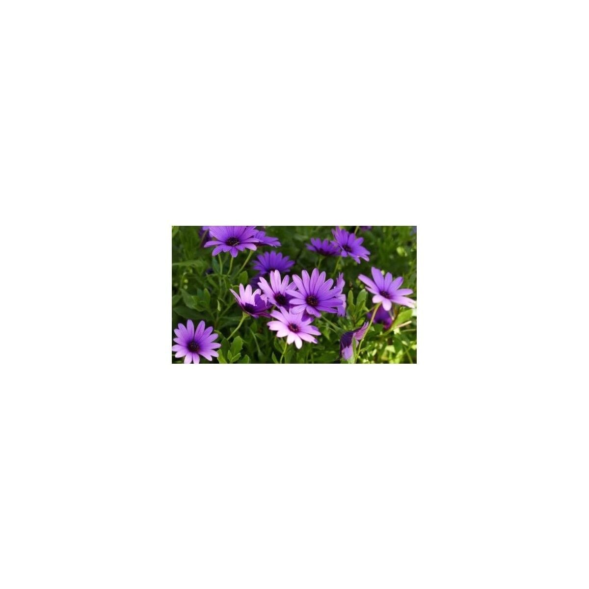 Seeds Afrika Papatyası Çiçek Tohumu 3 Rudbeckia 50'li