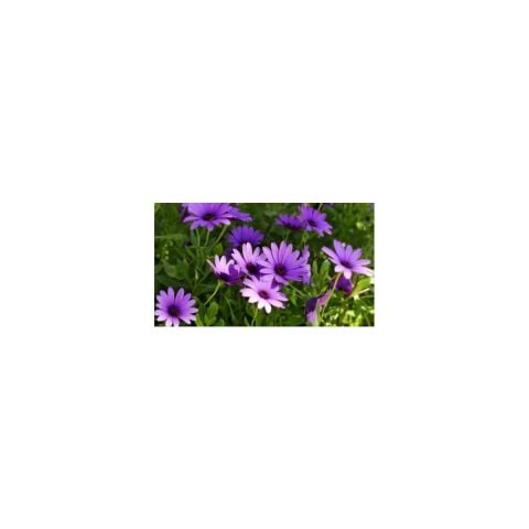 Seeds Afrika Papatyası Çiçek Tohumu 3 Rudbeckia 50'li