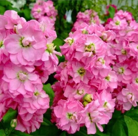 YERLİ EFLATUN ŞEBBOY ÇİÇEĞİ TOHUMU 30 ADET TOHUM