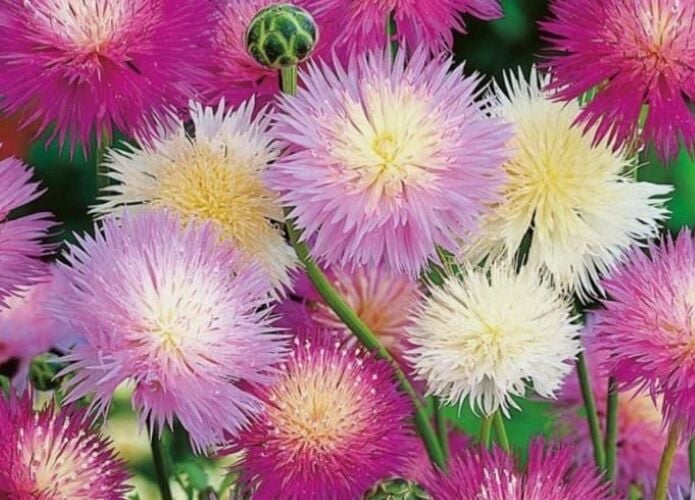 YERLİ SULTAN ÇİÇEĞİ TOHUMU 10 ADET TOHUM