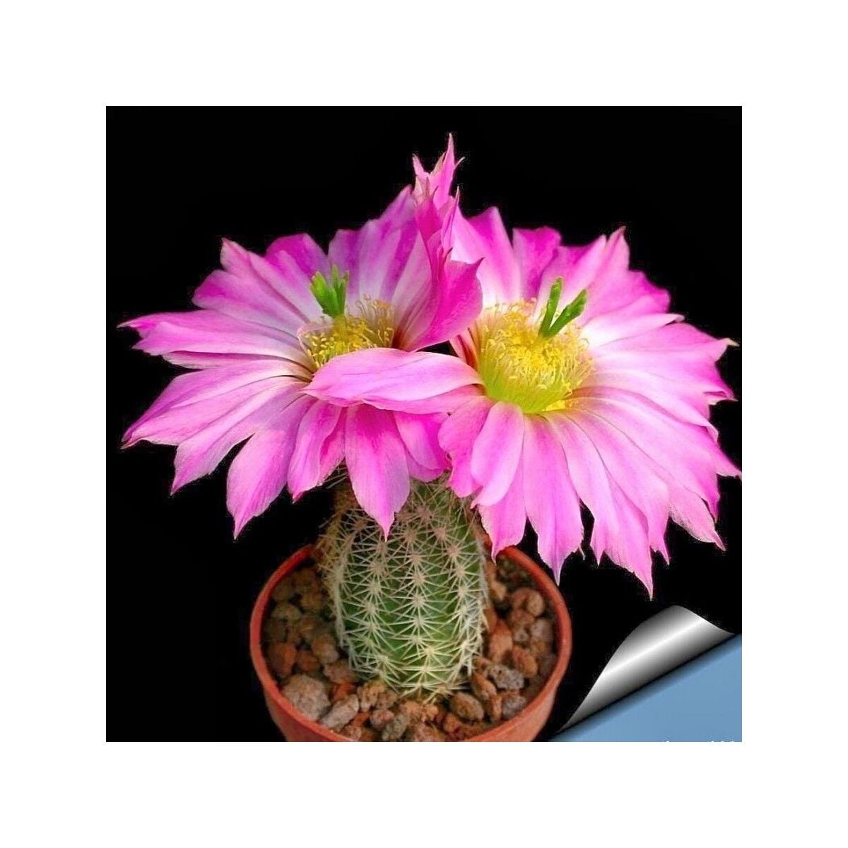 Seeds Kaktüs Çiçeği Tohumu Crassula Lycopodıoıdes 50'li