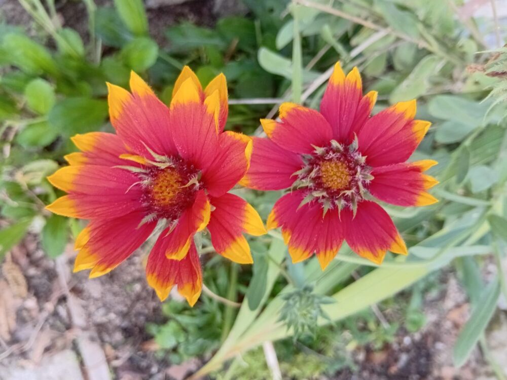 YERLİ GÜNEŞ ŞAPKASI ÇİÇEĞİ TOHUMU 30 ADET TOHUM