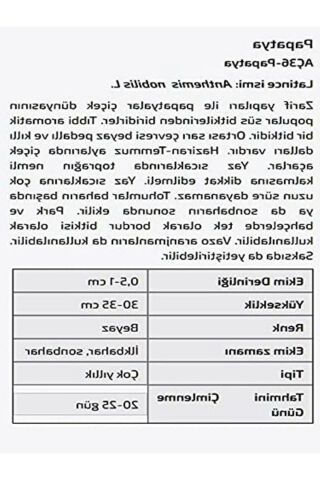 Papatya Çiçeği Tohumu, Bahçeniz için Güzel Seçenek