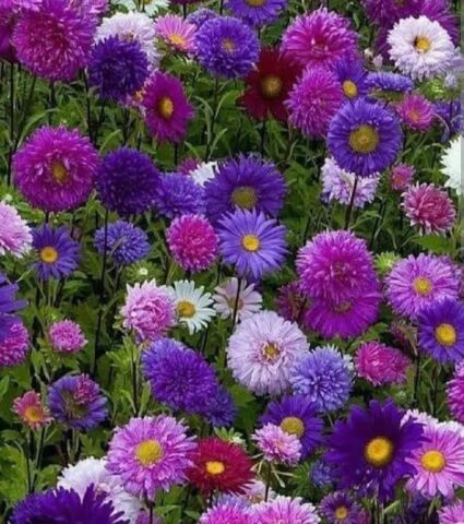 YERLİ YILDIZPATI (ASTER) ÇİÇEĞİ TOHUMU 40 ADET TOHUM