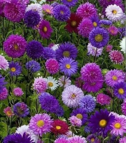 YERLİ YILDIZPATI (ASTER) ÇİÇEĞİ TOHUMU 40 ADET TOHUM