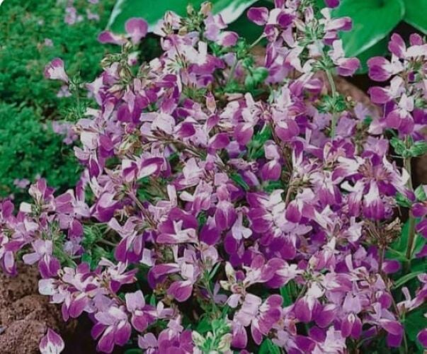 YERLİ ÇİN EVİ ÇİÇEĞİ TOHUMU 30 ADET TOHUM