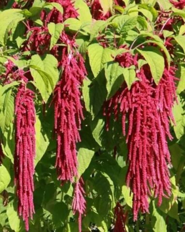 YERLİ TİLKİ KUYRUĞU ÇİÇEĞİ TOHUMU 100 ADET TOHUM