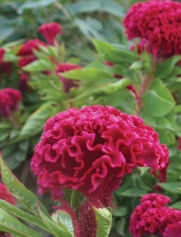 YERLİ HOROZİBİĞİ ÇİÇEĞİ TOHUMU 100 ADET TOHUM