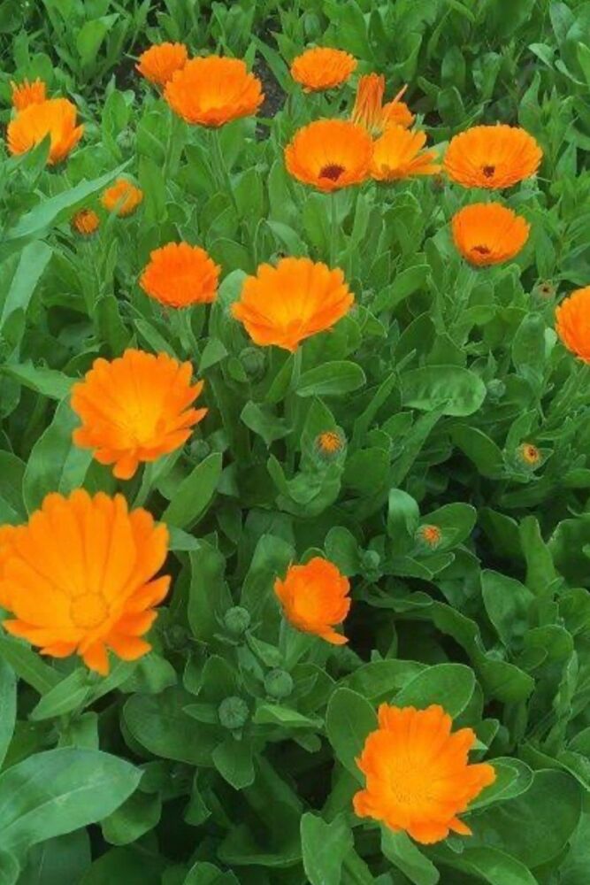 YERLİ PORTAKAL NERGİZİ (AYNISAFA) ÇİÇEĞİ TOHUMU 10 ADET TOHUM