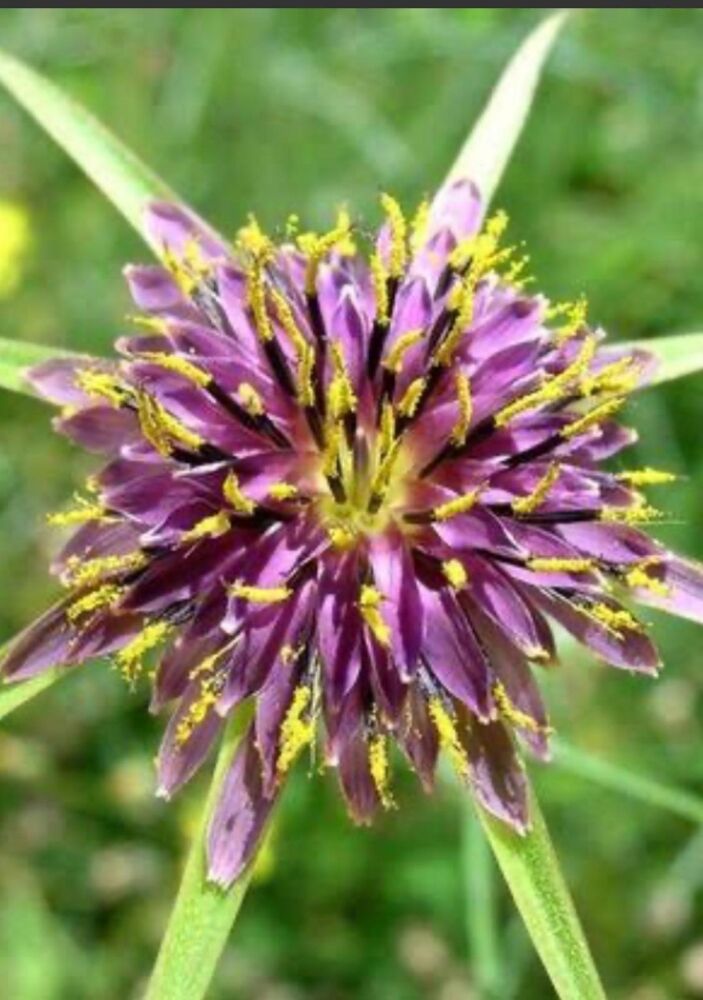 YERLİ TEKE SAKALI ÇİÇEĞİ TOHUMU 10 ADET TOHUM