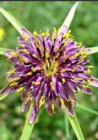 YERLİ TEKE SAKALI ÇİÇEĞİ TOHUMU 10 ADET TOHUM