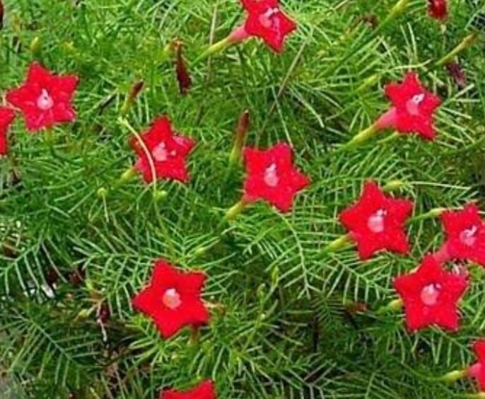 YERLİ YILDIZ ÇADIRI ÇİÇEĞİ TOHUMU 5 ADET TOHUM