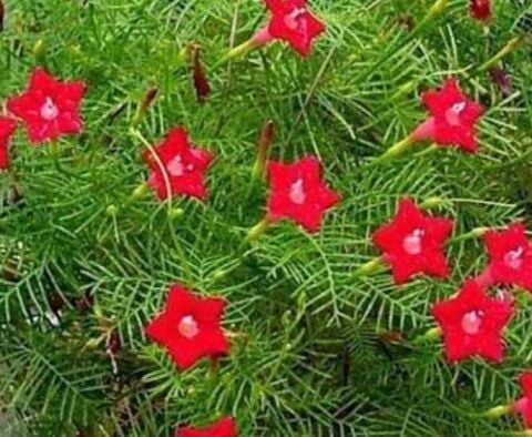 YERLİ YILDIZ ÇADIRI ÇİÇEĞİ TOHUMU 5 ADET TOHUM