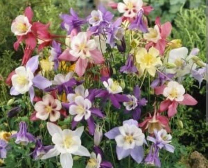 YERLİ HASEKİ KÜPESİ ÇİÇEĞİ TOHUMU 50 ADET TOHUM