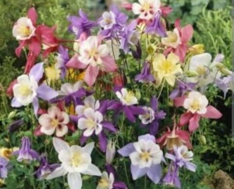 YERLİ HASEKİ KÜPESİ ÇİÇEĞİ TOHUMU 50 ADET TOHUM