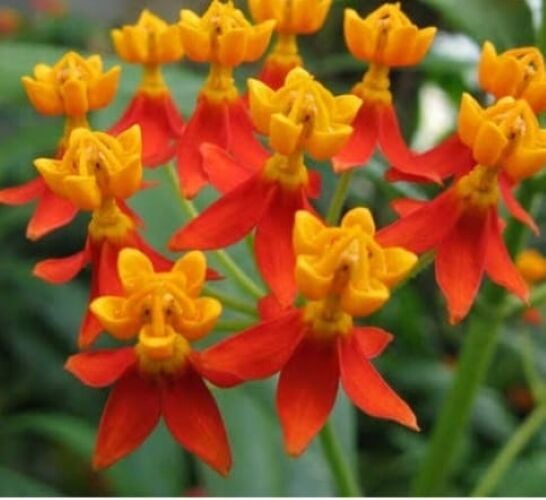 YERLİ İPEK OTU (KELEBEK) ÇİÇEĞİ TOHUMU 20 ADET TOHUM