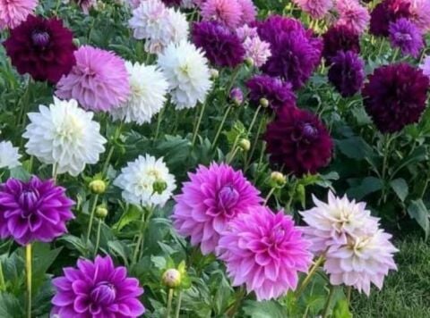 YERLİ BÜYÜK YILDIZ ÇİÇEĞİ (DAHLİA) SOĞANI 2 ADET