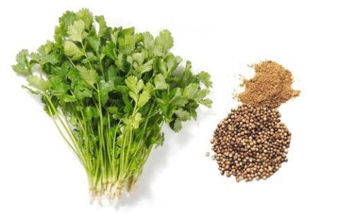 Yerli Ata Tohumu Aş Otu Kişniş 250 Adet