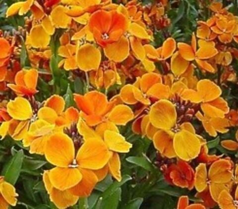 YERLİ TURUNCU ŞEBBOY ÇİÇEĞİ TOHUMU 30 ADET TOHUM