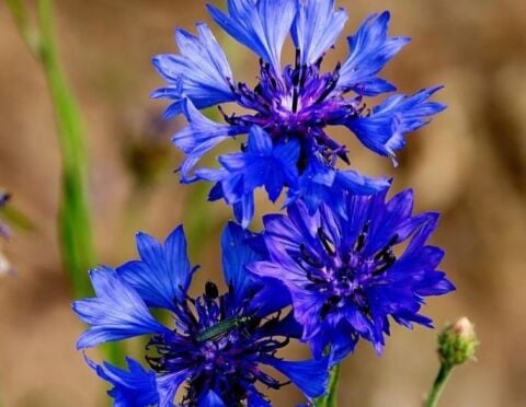 YERLİ PEYGAMBER ÇİÇEĞİ (MAVİ KANTARON) TOHUMU 20 ADET TOHUM