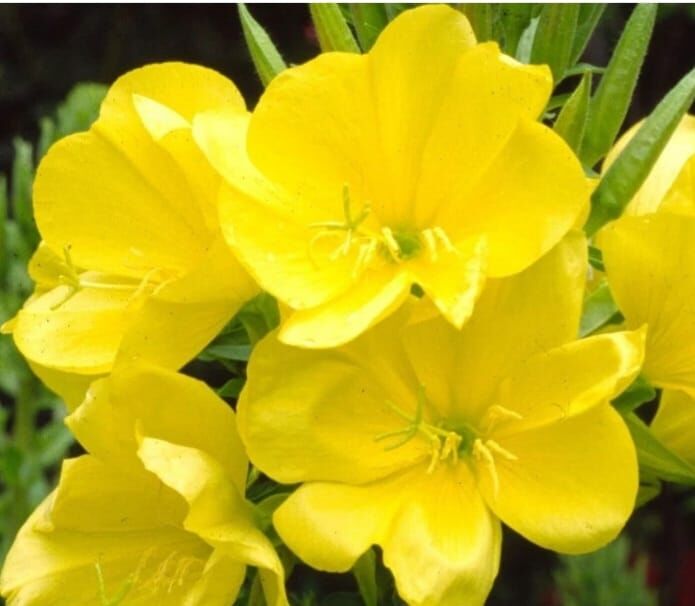 YERLİ EZAN ÇİÇEĞİ TOHUMU 200 ADET TOHUM