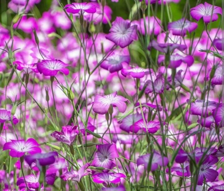 YERLİ KARAMUK ÇİÇEĞİ TOHUMU 20 ADET TOHUM