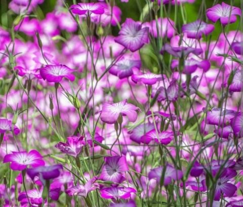 YERLİ KARAMUK ÇİÇEĞİ TOHUMU 20 ADET TOHUM