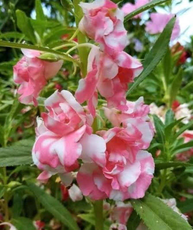 YERLİ KINA ÇİÇEĞİ TOHUMU 10 ADET TOHUM