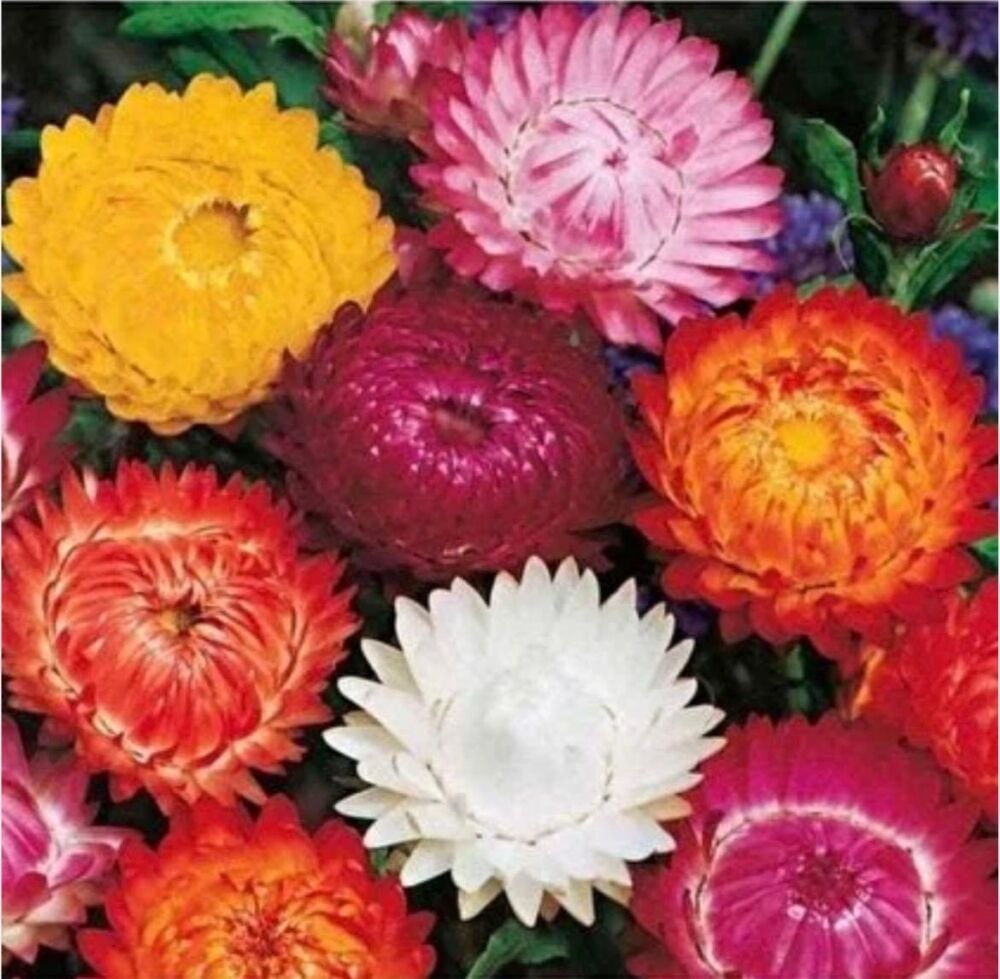 YERLİ KAĞIT ÇİÇEĞİ TOHUMU 20 ADET TOHUM