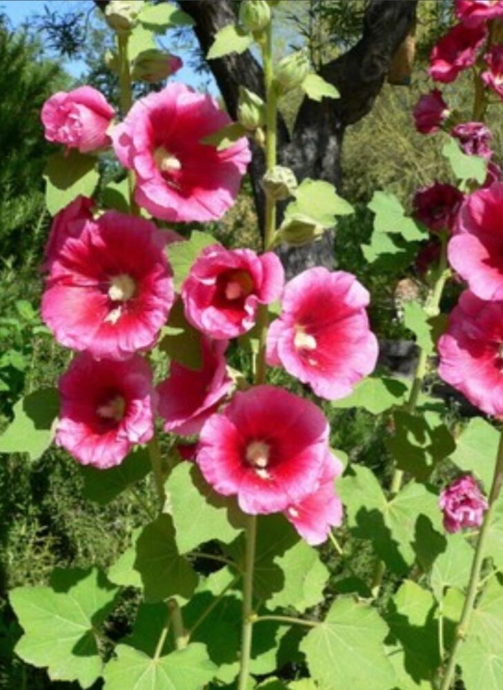 YERLİ GÜLHATMİ ÇİÇEĞİ TOHUMU 10 ADET TOHUM