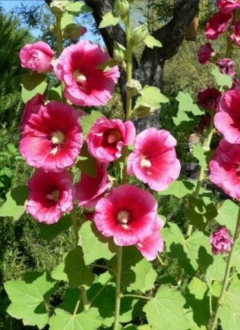 YERLİ GÜLHATMİ ÇİÇEĞİ TOHUMU 10 ADET TOHUM