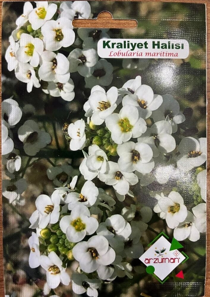 KRALİYET HALISI ÇİÇEĞİ 100 ADET TOHUM