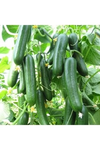 Doğal Salatalık Tohumu - 1 Paket