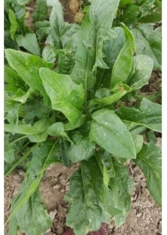 Yerli Ata Tohumu Dikenli Ispanak 100 Adet