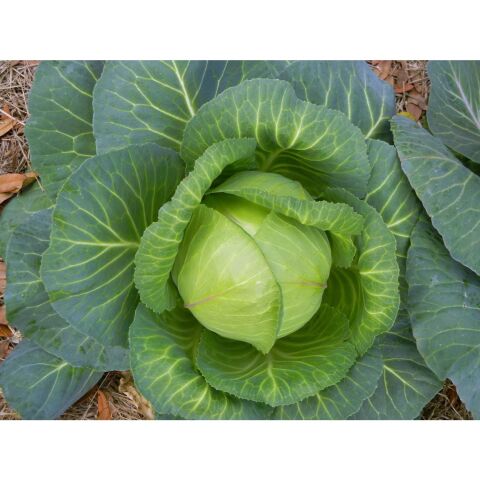 Yerli Ata Tohumu Beyaz Top Lahana 100 Adet